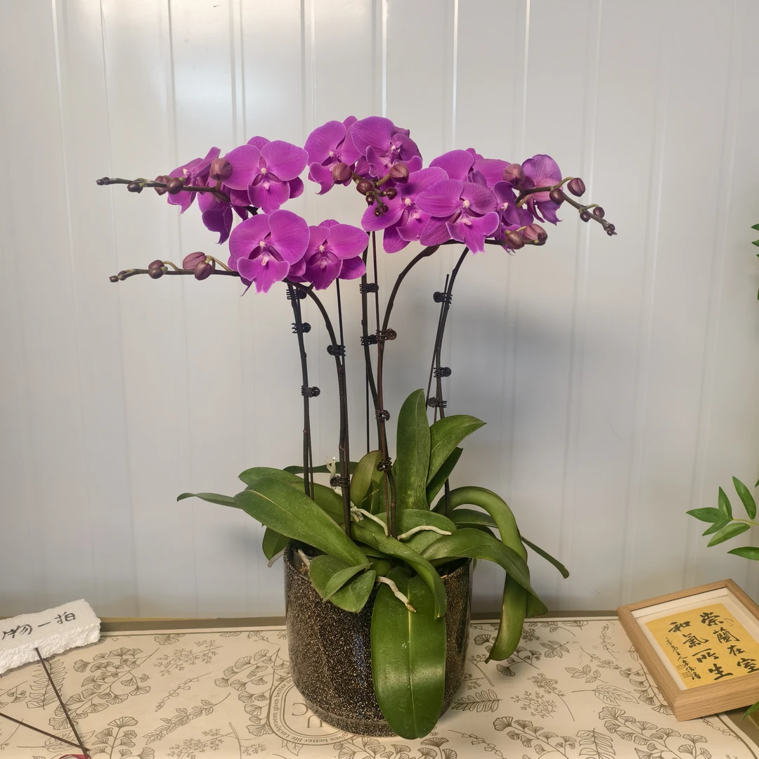 A20【大红豆】高端精品蝴蝶兰室内盆栽/家庭花卉