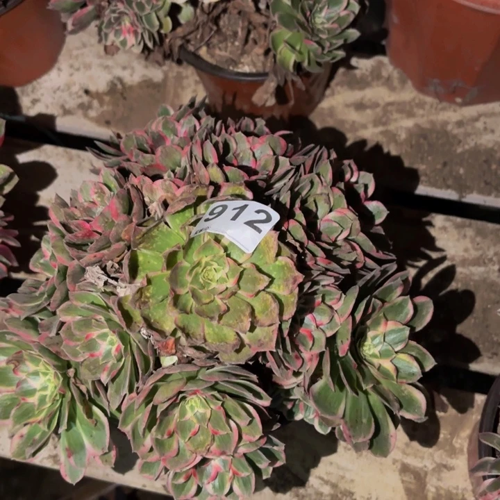 912玉芙蓉多肉植物不售后