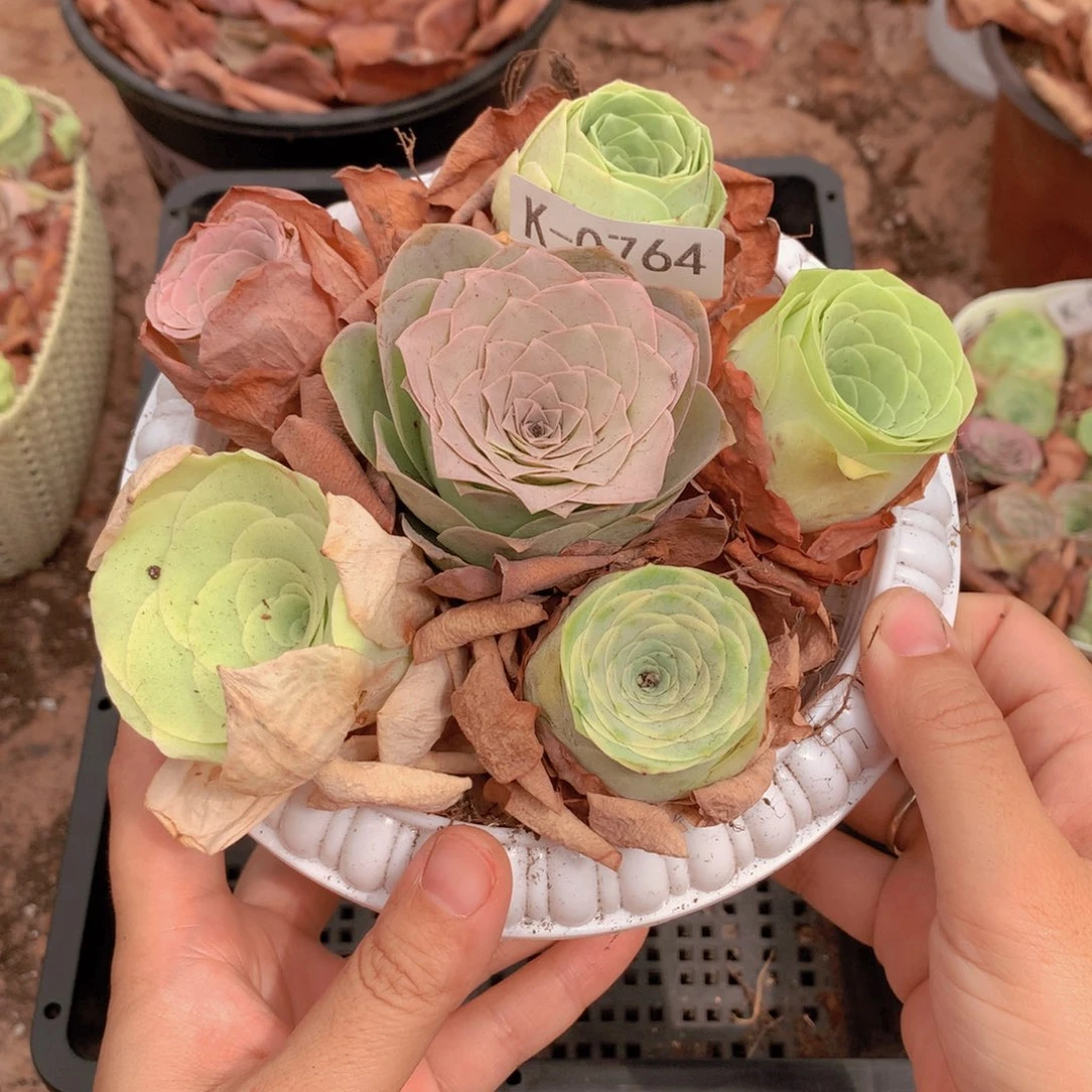 0764带盆6颗不同品种