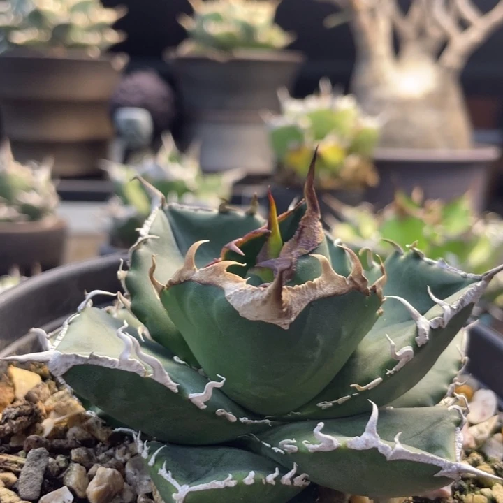 【闪购商品】立可白 灯养