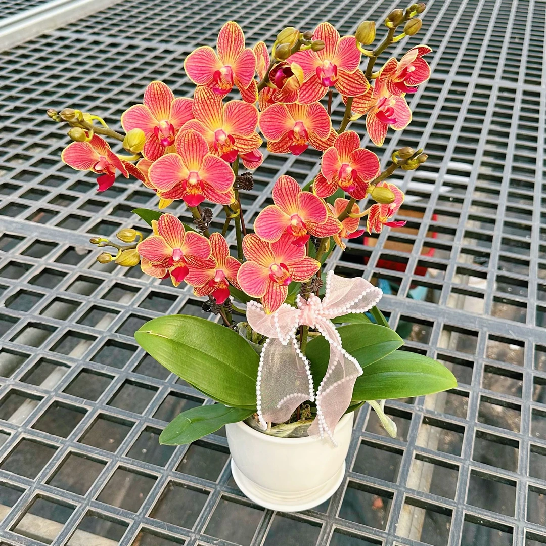 【甜蜜蜜-组盆】喜庆桌面蝴蝶兰盆栽长带花蝴蝶兰花卉盆栽