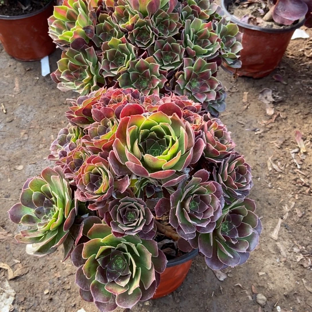 无花朵7号链接两颗不重复法师