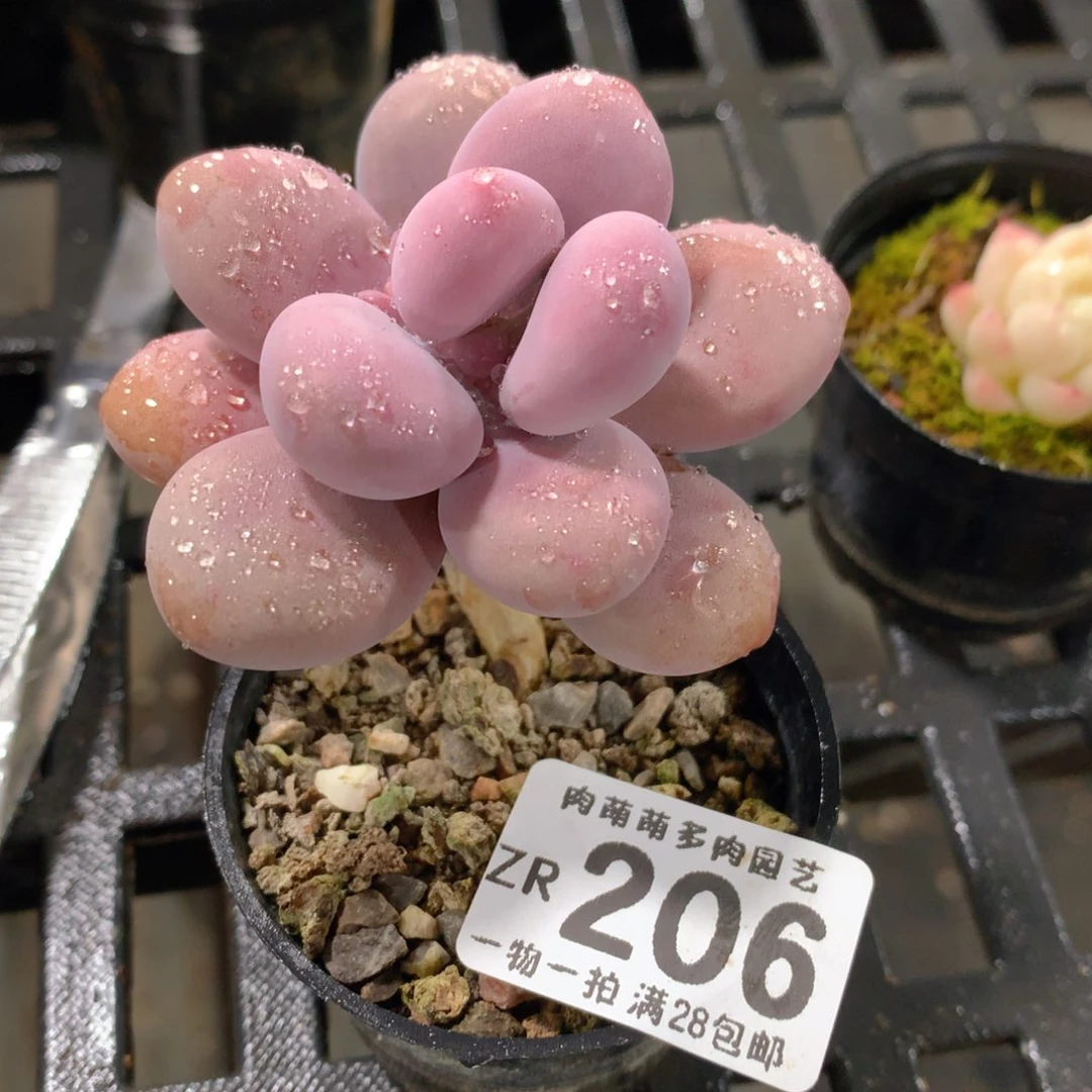 肉萌萌拇指盆精控多肉ZR206