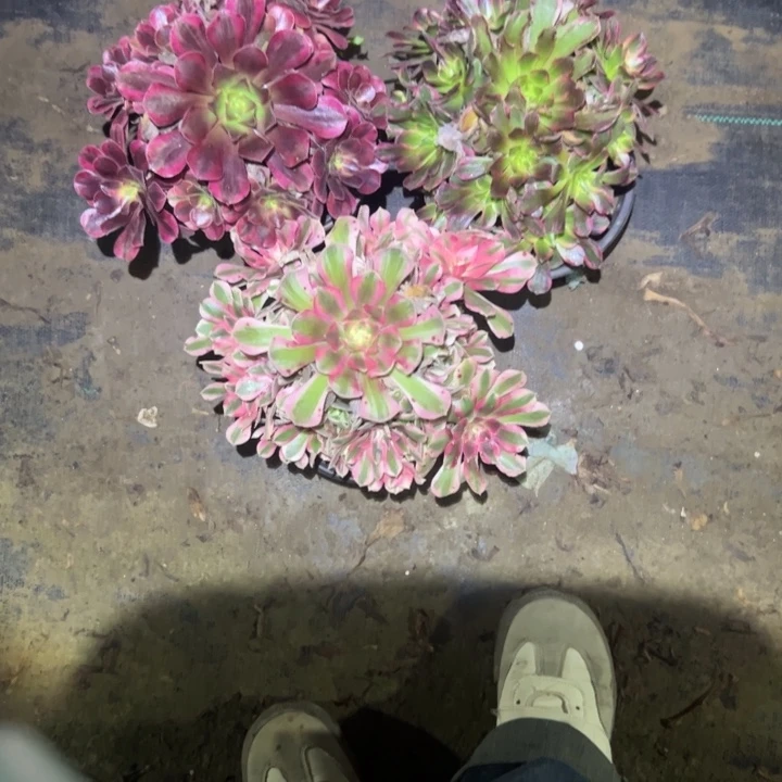 不包断枝一物一拍57