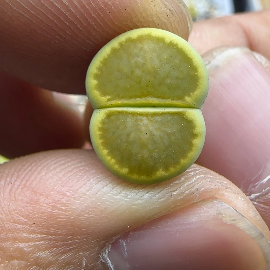 248 生石花大棚直播