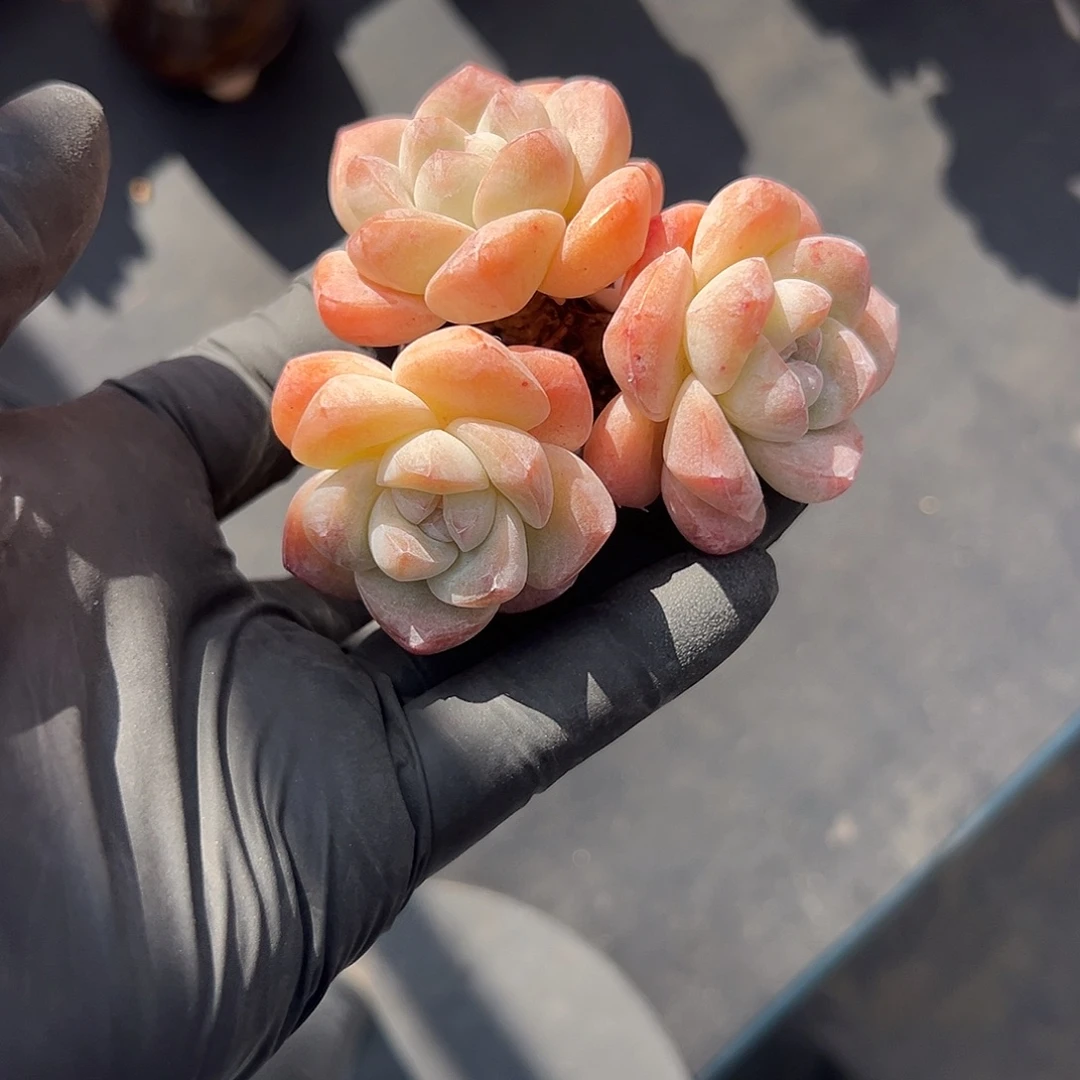 2199，三头冰玉带盆发