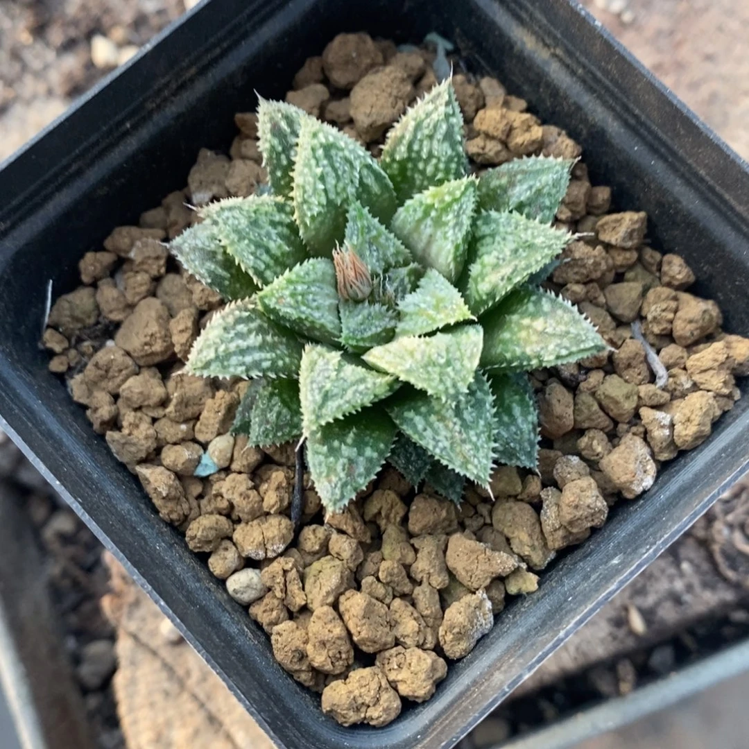 A***1323 一颗福利。