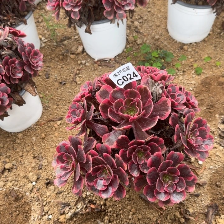024 多肉植物不包断枝