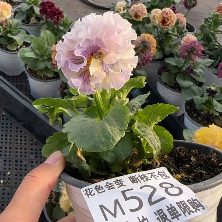 无花朵M528角堇小苗一物一拍默认苗晃