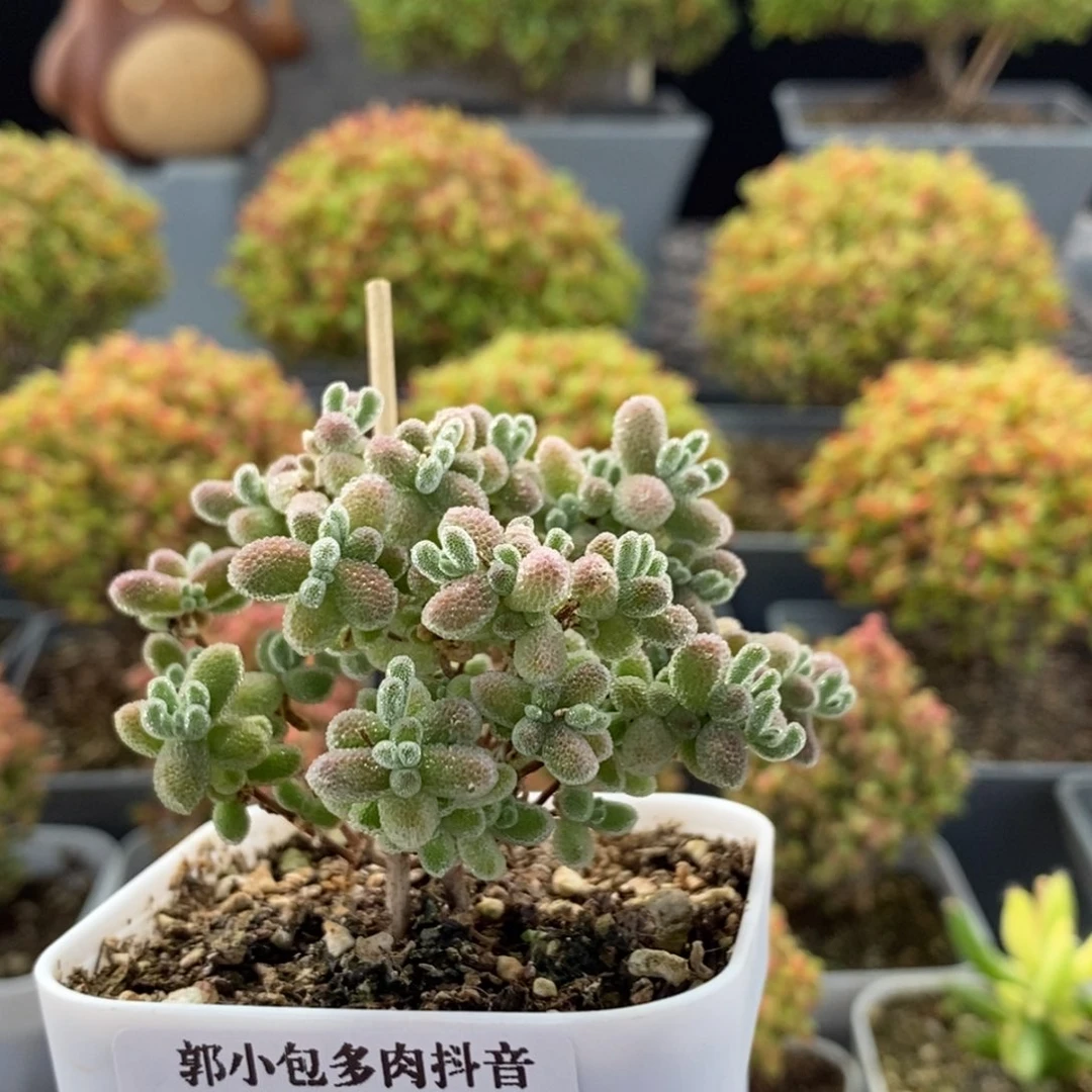 优选冰晶1130枝干番杏