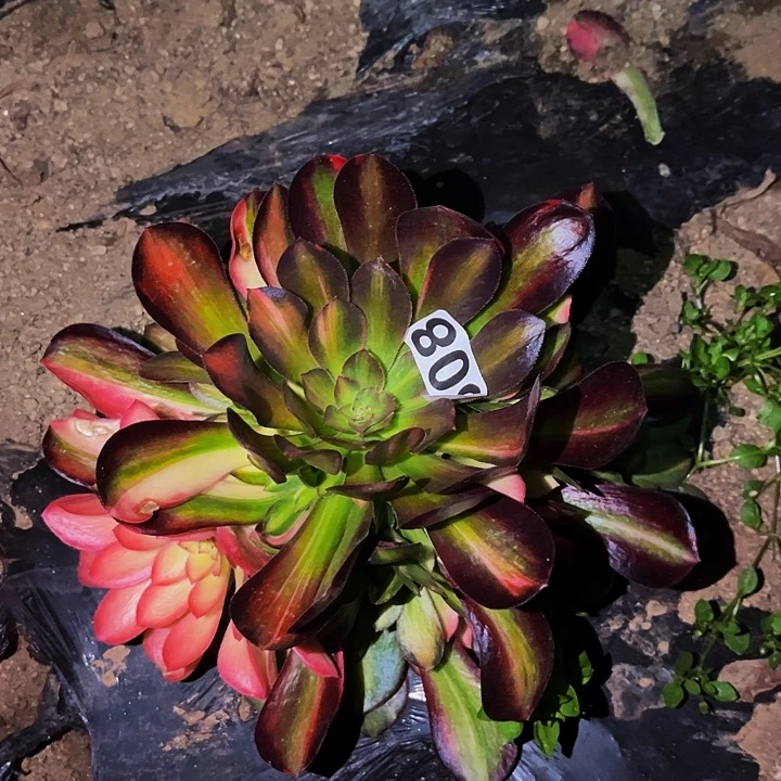 308流星雨多肉植物处理不售后