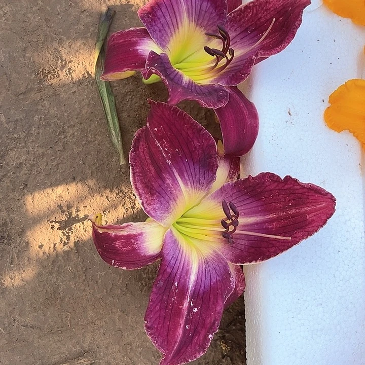 当前无花栽培后可以开花