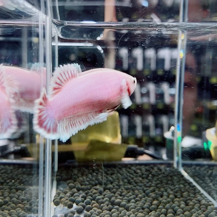 斗鱼黑311号绣球母