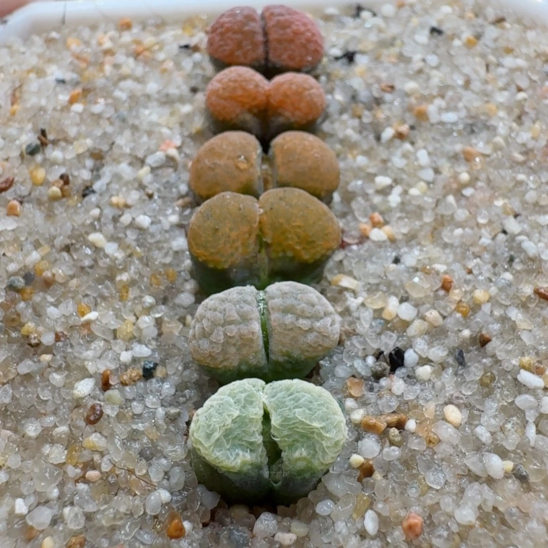 1013-014蛋糕风铃彩套