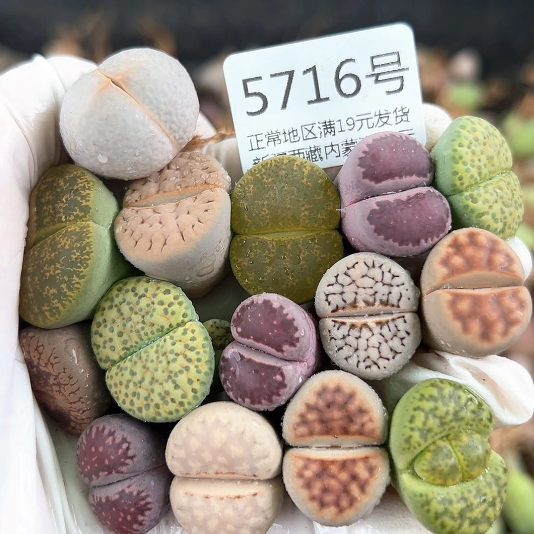 5716 好养易活生石花大母本15个