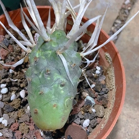 l***i仙人掌纸刺武藏野一节