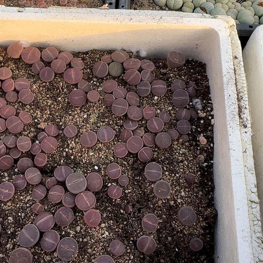 糟***猫8861。默认脱土。18包邮。偏远88包邮