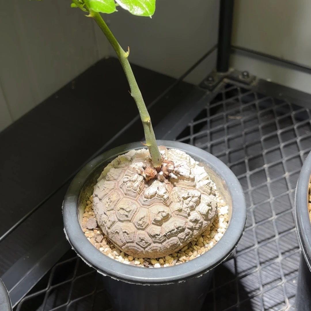 10 号日系南非龟甲龙