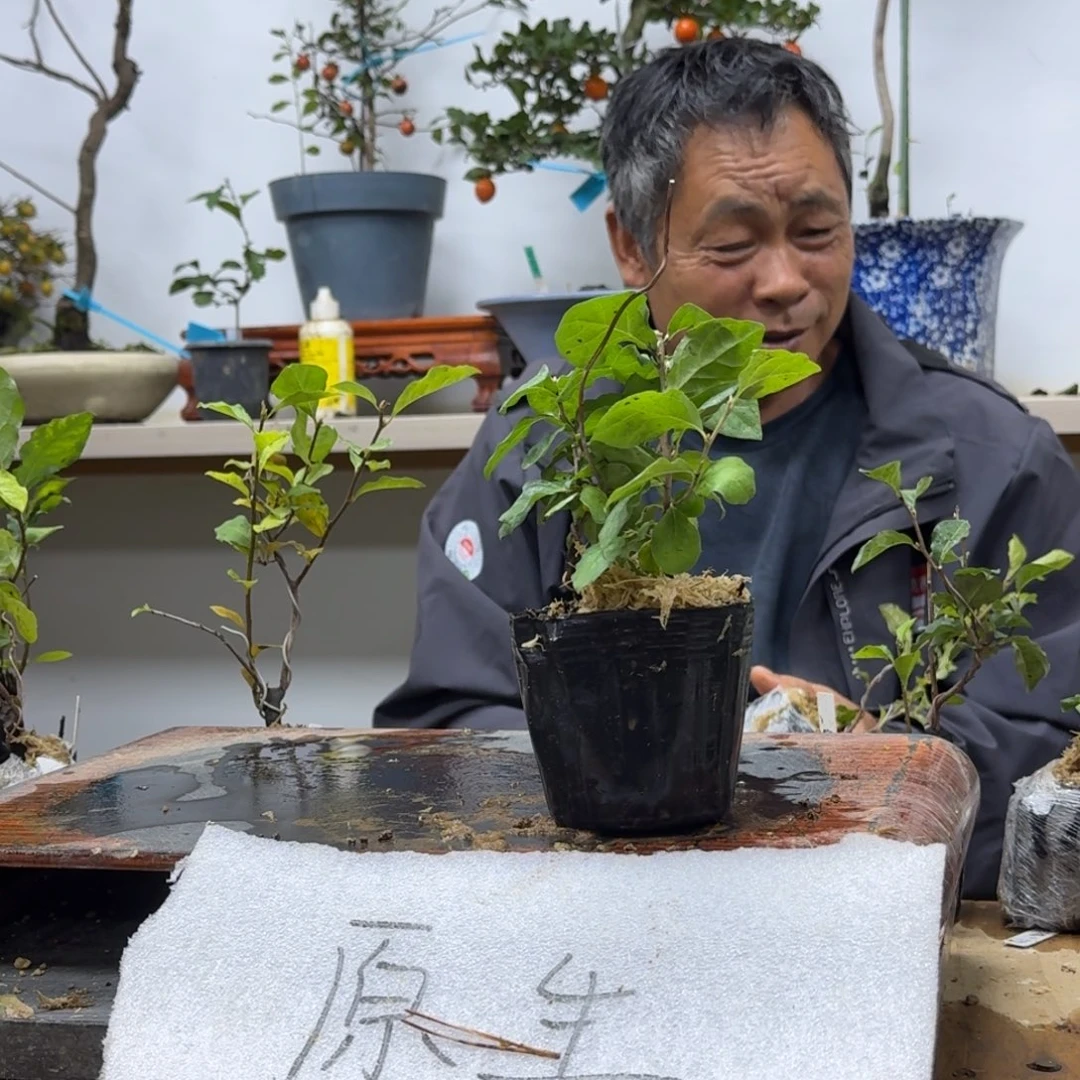 用***8无花朵153顺丰到付不包邮