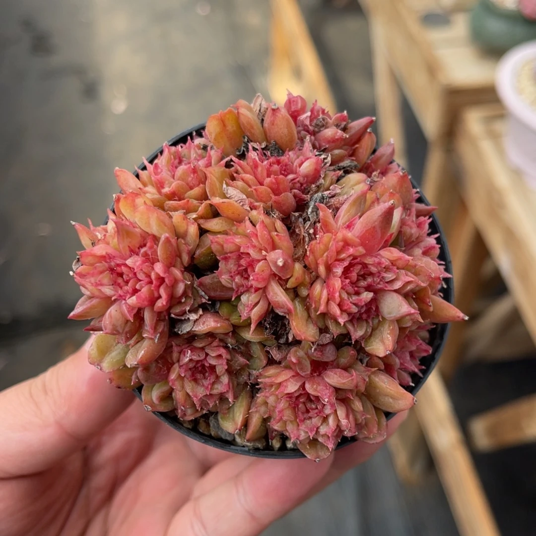 特斯拉一物一拍满68包邮