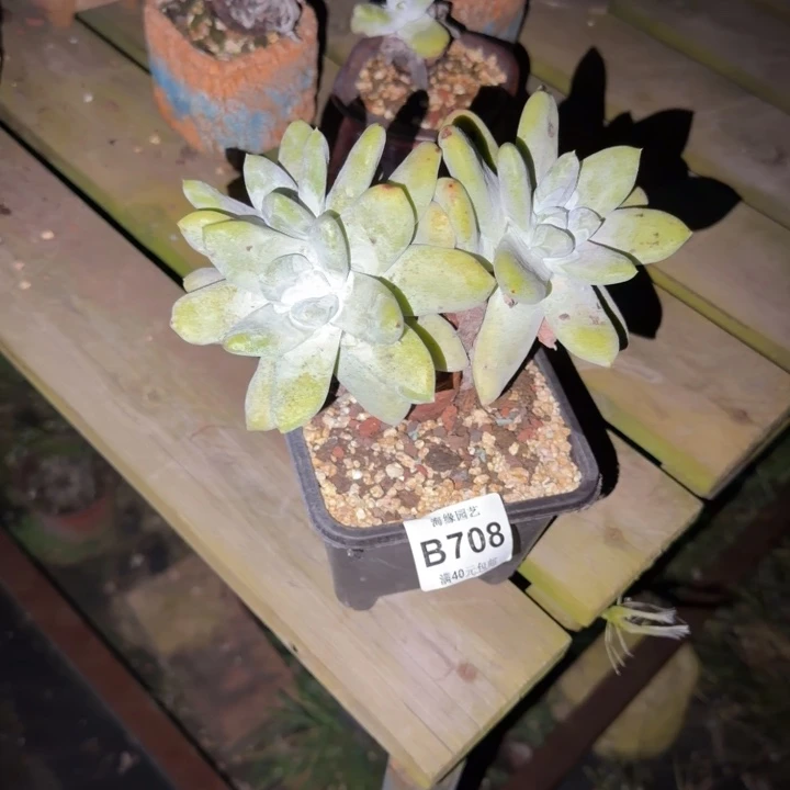 拇指仙女杯多肉植物