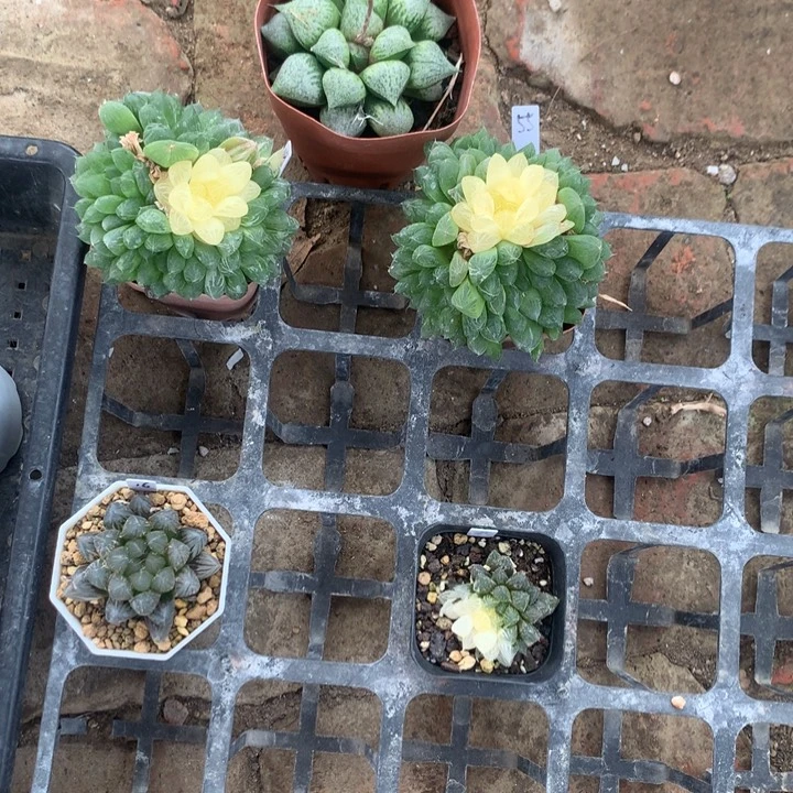 ?*?组合一物一拍带盆