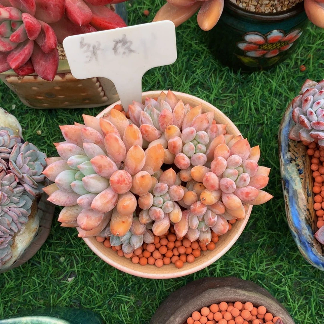 刺***1多肉植物63737373737