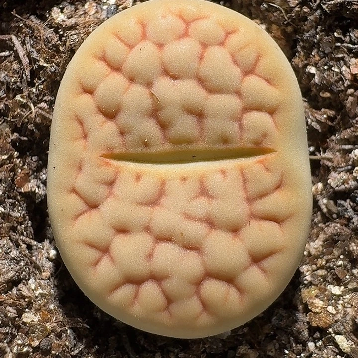 生石花1122222。   210