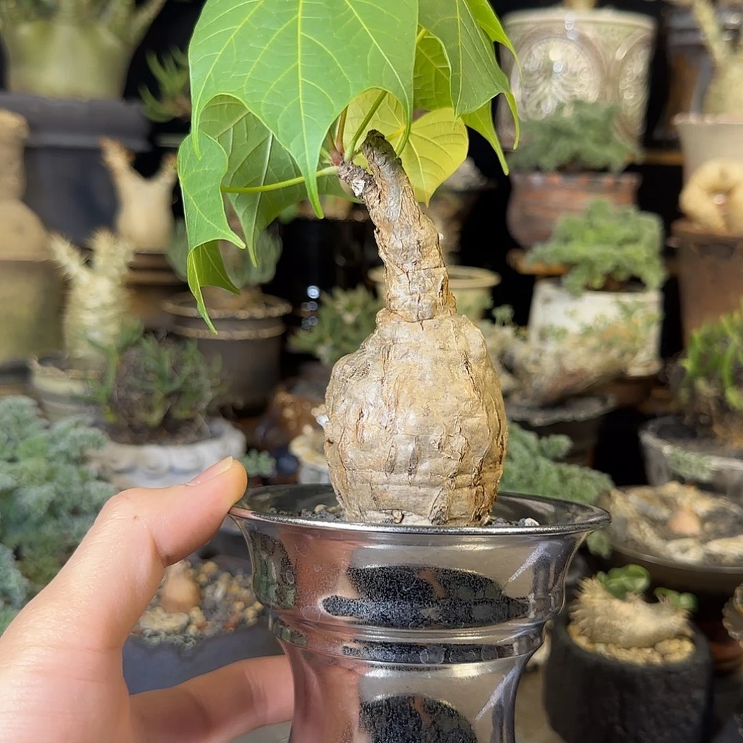 一物一拍泰国火桐320