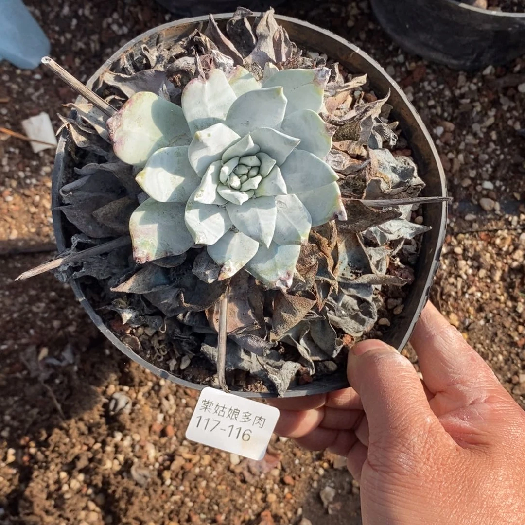 116号普西小可爱呀