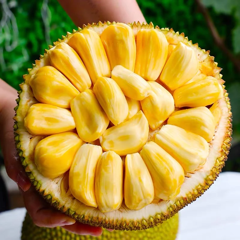 【确认生熟在食用】正宗海南三亚干苞黄肉菠萝蜜新鲜热带水果产地
