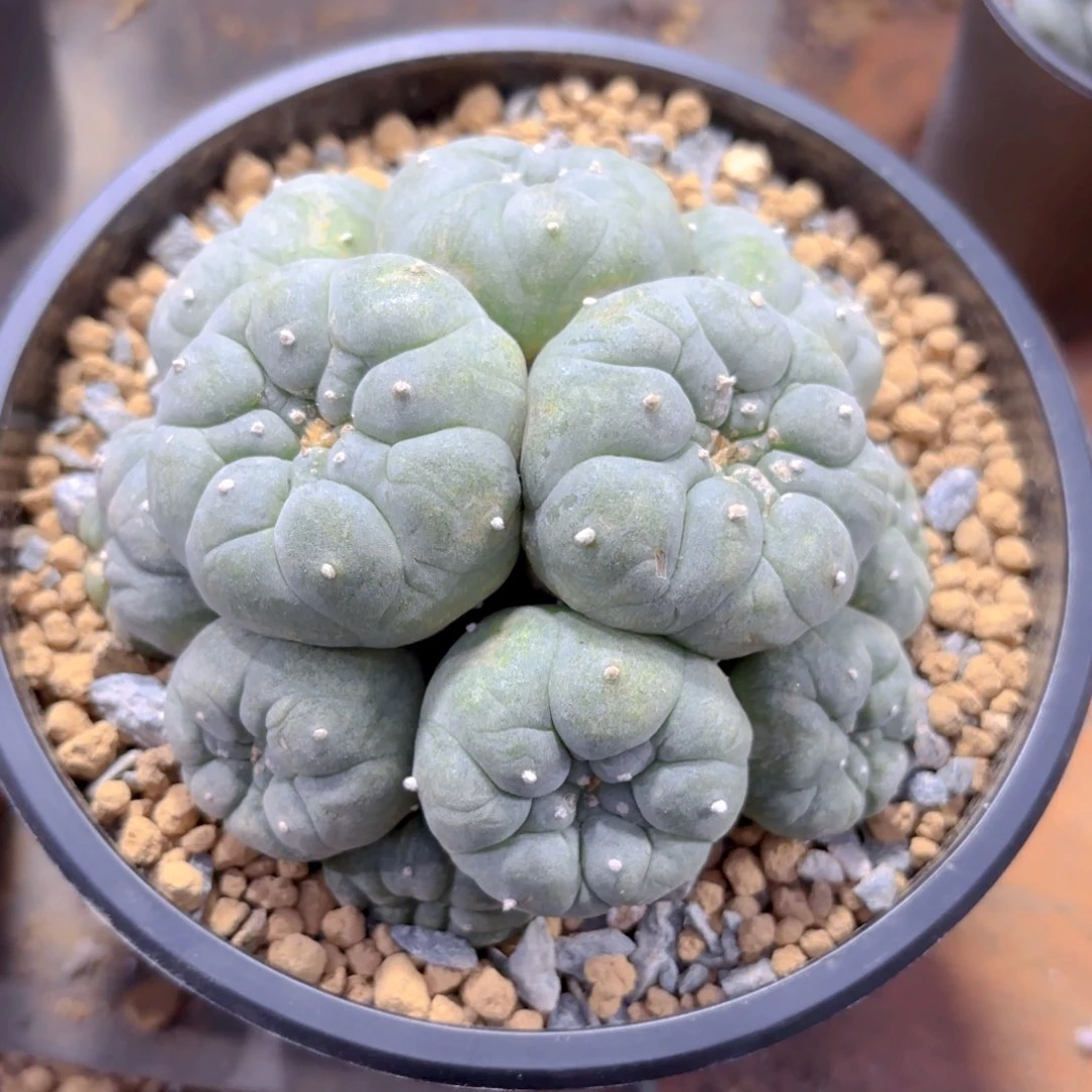 大群Gggggggg自根