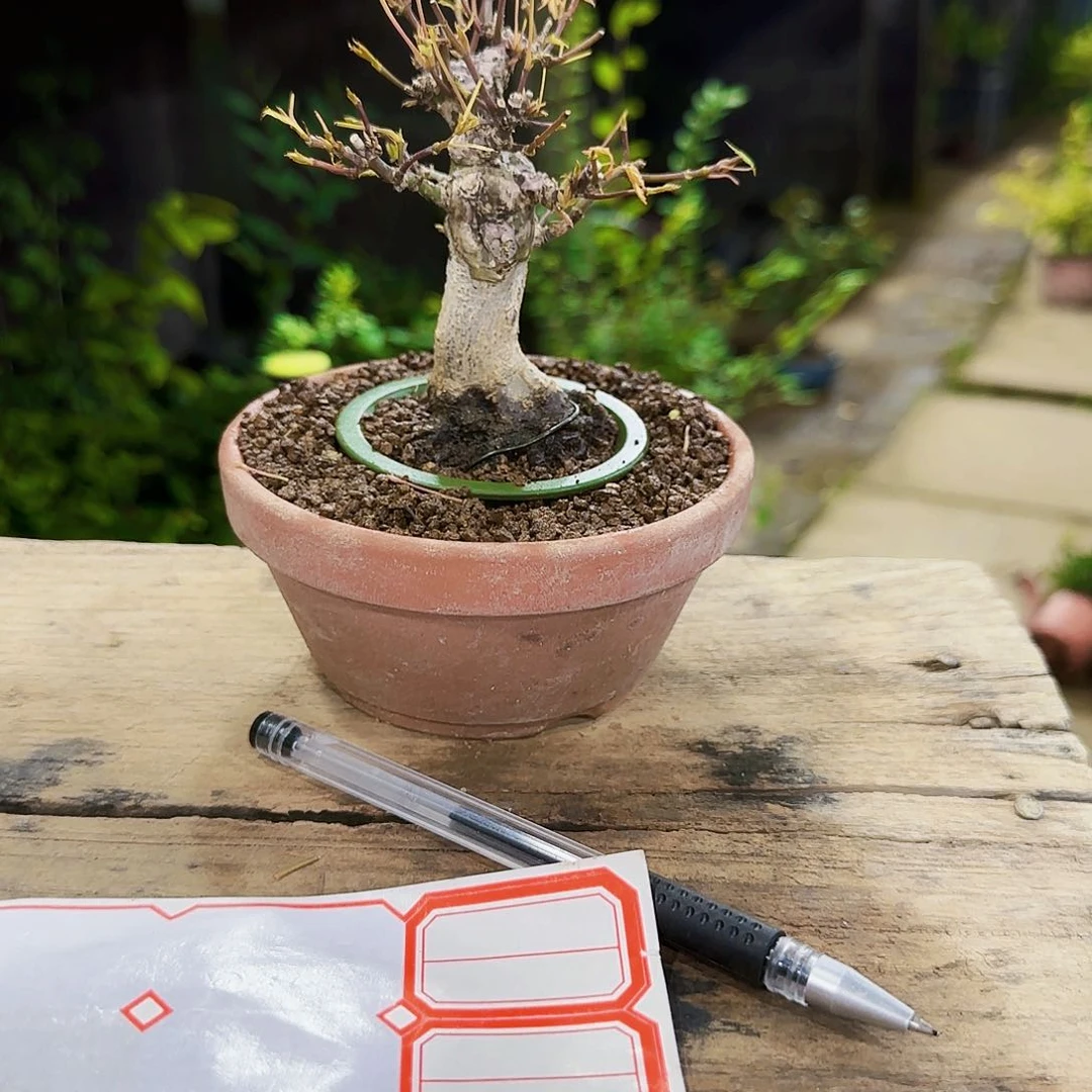 X*111111111111111111