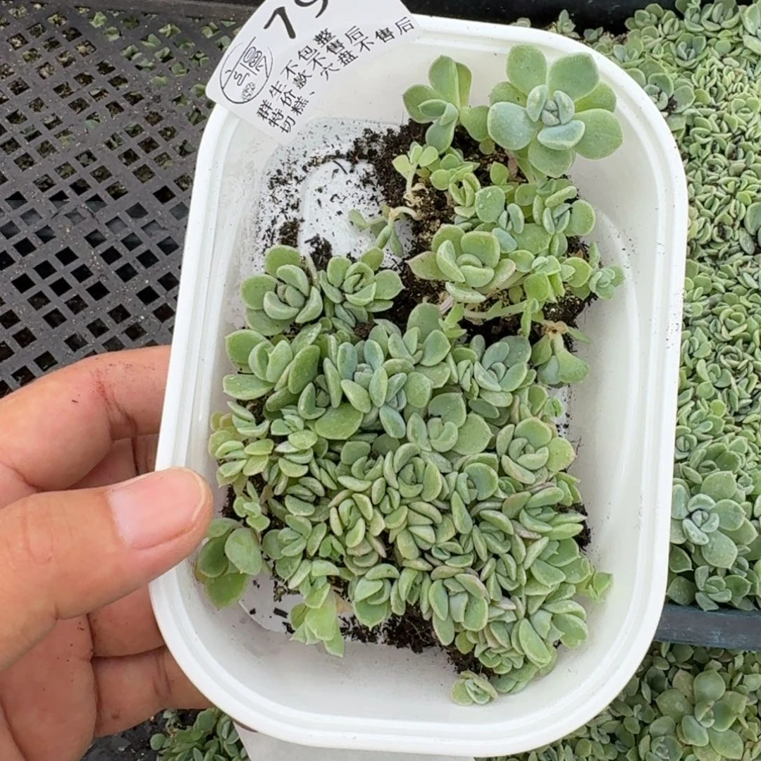 如图798云慢月黎切糕一份