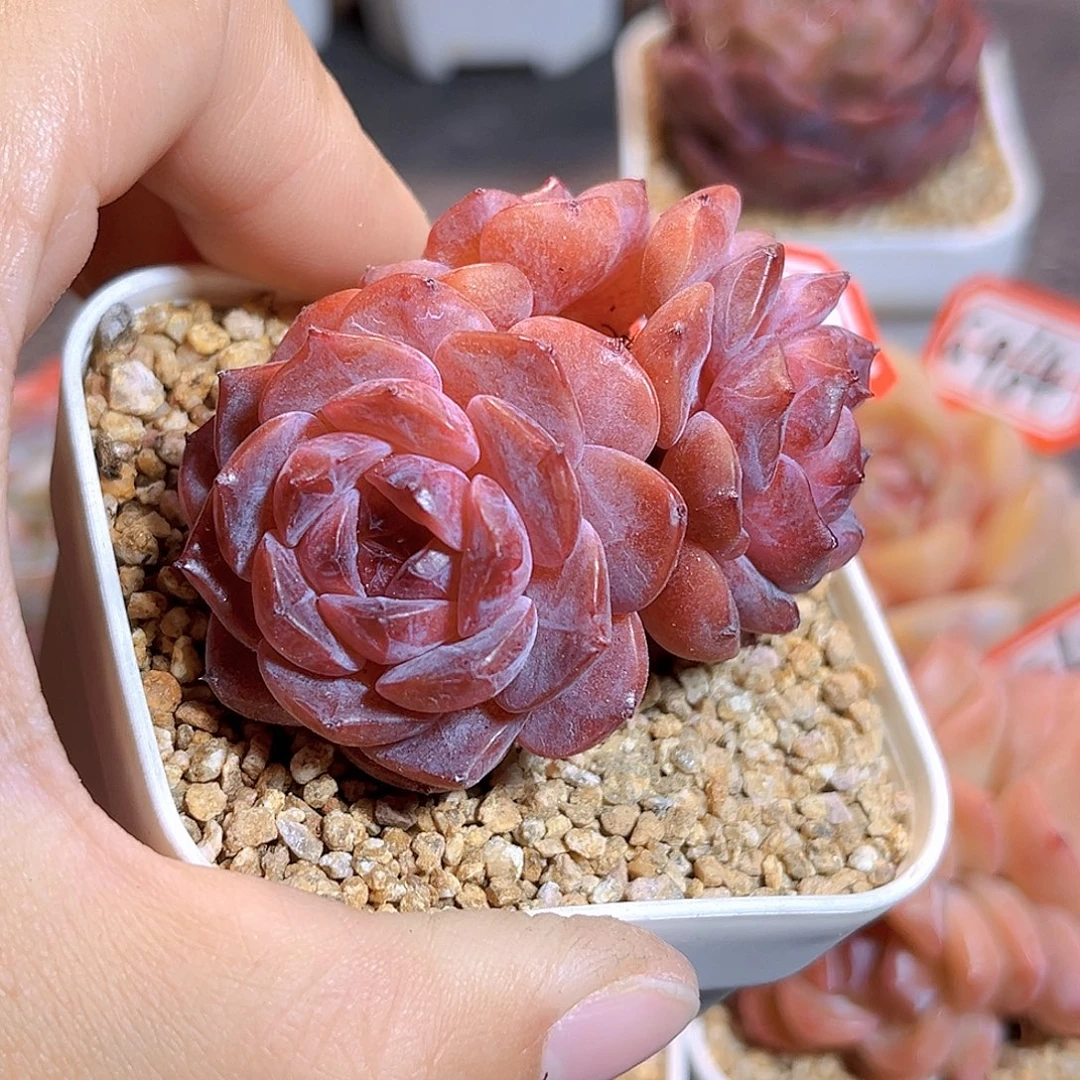 G966  新品珍妮满18包邮