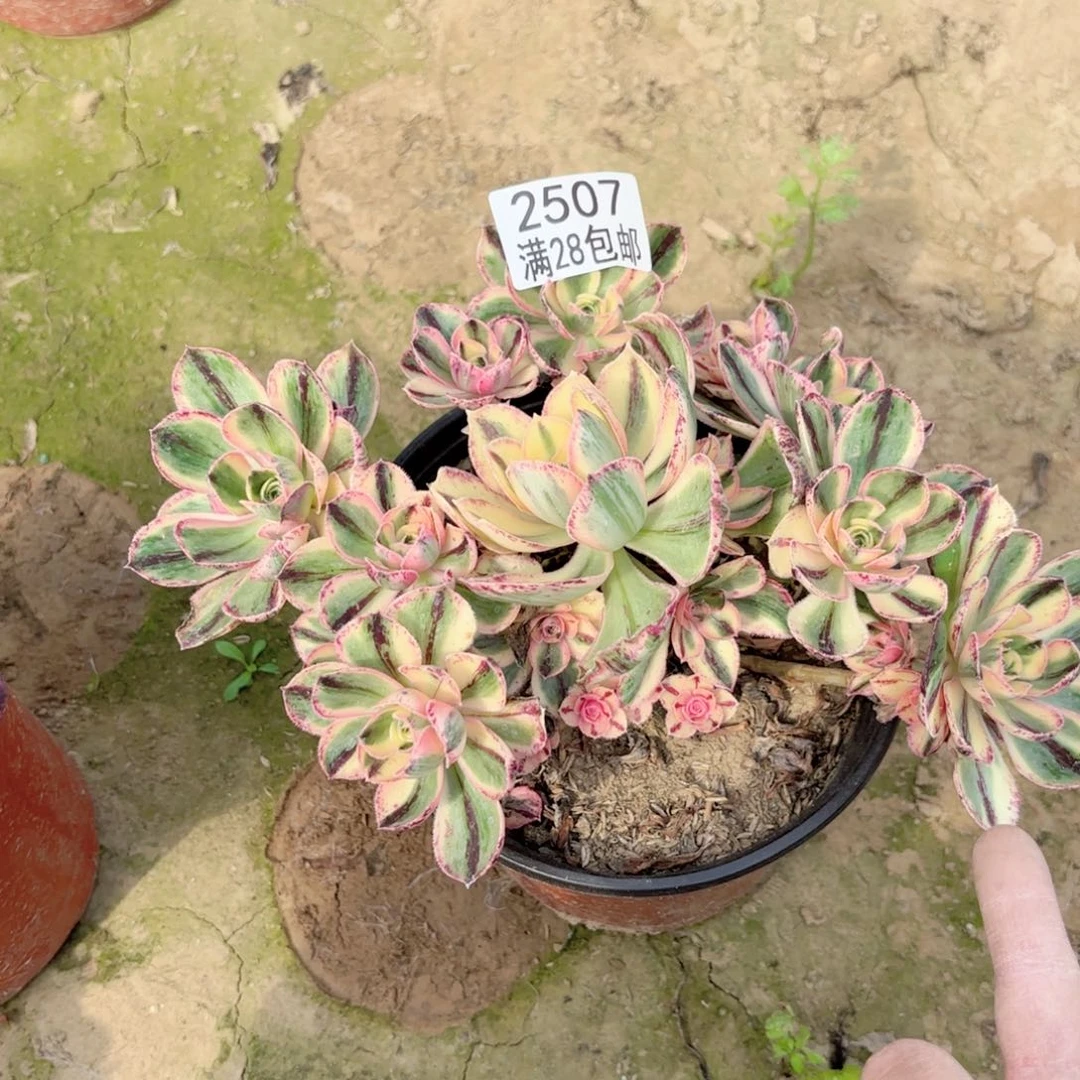2507青花瓷多肉111111