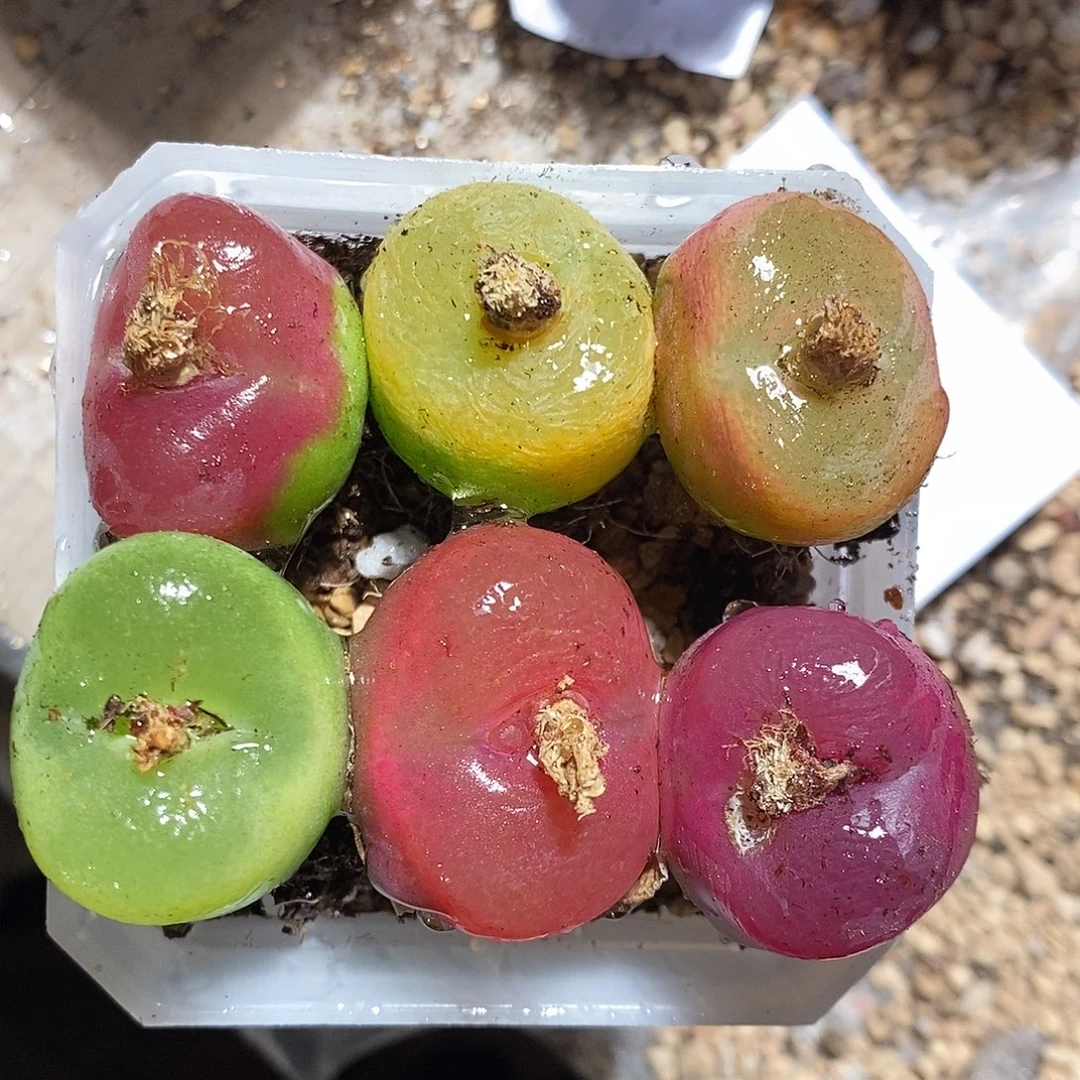 15313。 一组蟠桃。