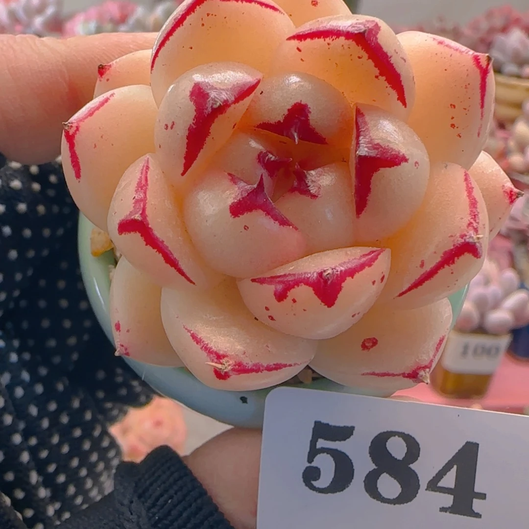 边线麦秆584 ，带盆土发货，满38包邮非偏远。