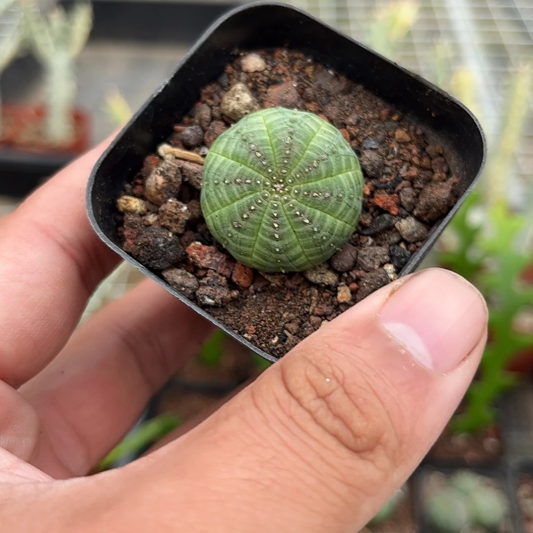 就这个死样子单头发货