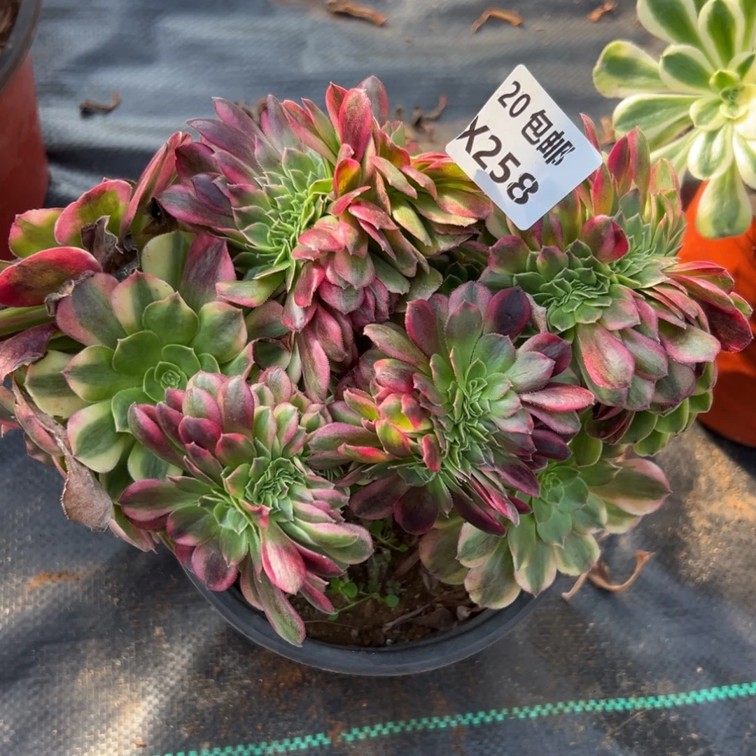 258雨荷缀，满20包邮嘟叮熊