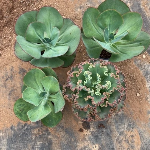 渝****串5 号包菜系列补发 4 棵