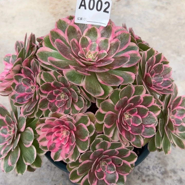 002孔雀翎25厘米左右