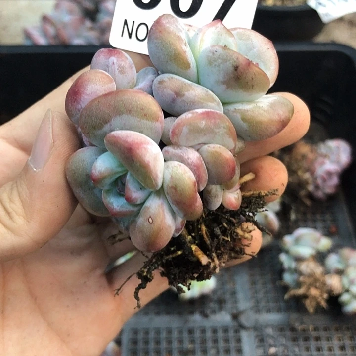 星影石榴籽福利出咯 007