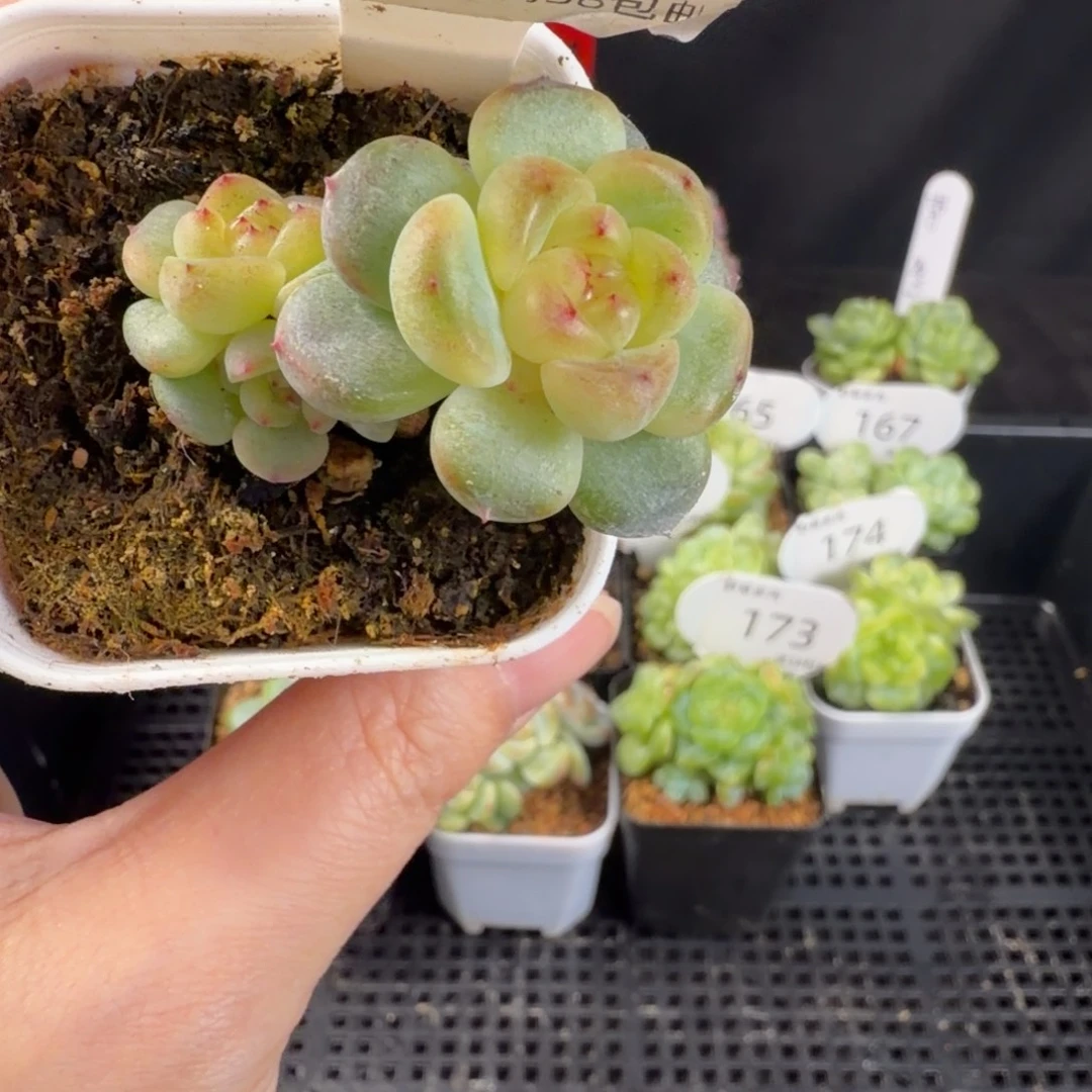 阳300甜心5头群179号