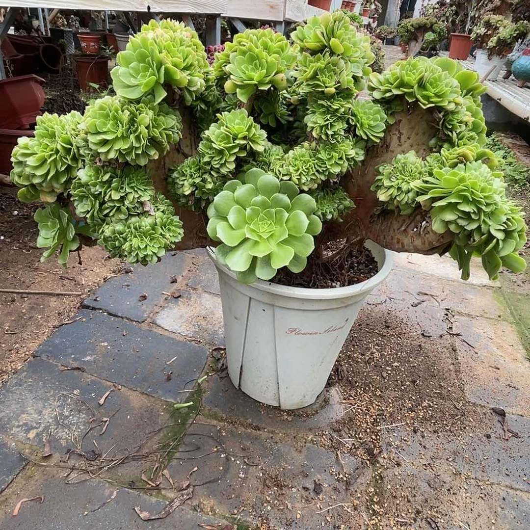 【闪购商品】全部花朵绿羊绒