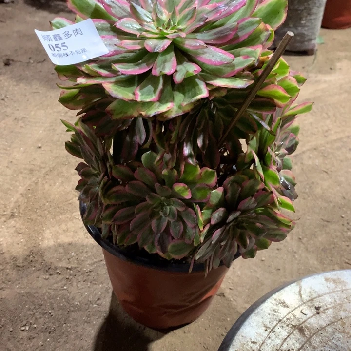 055粉黛多肉植物特价