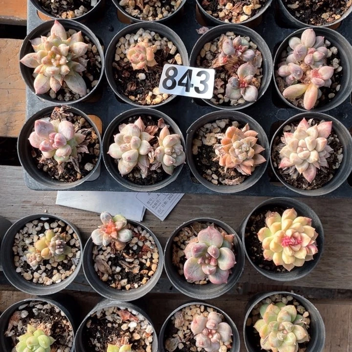 6*8多肉植物一物一拍