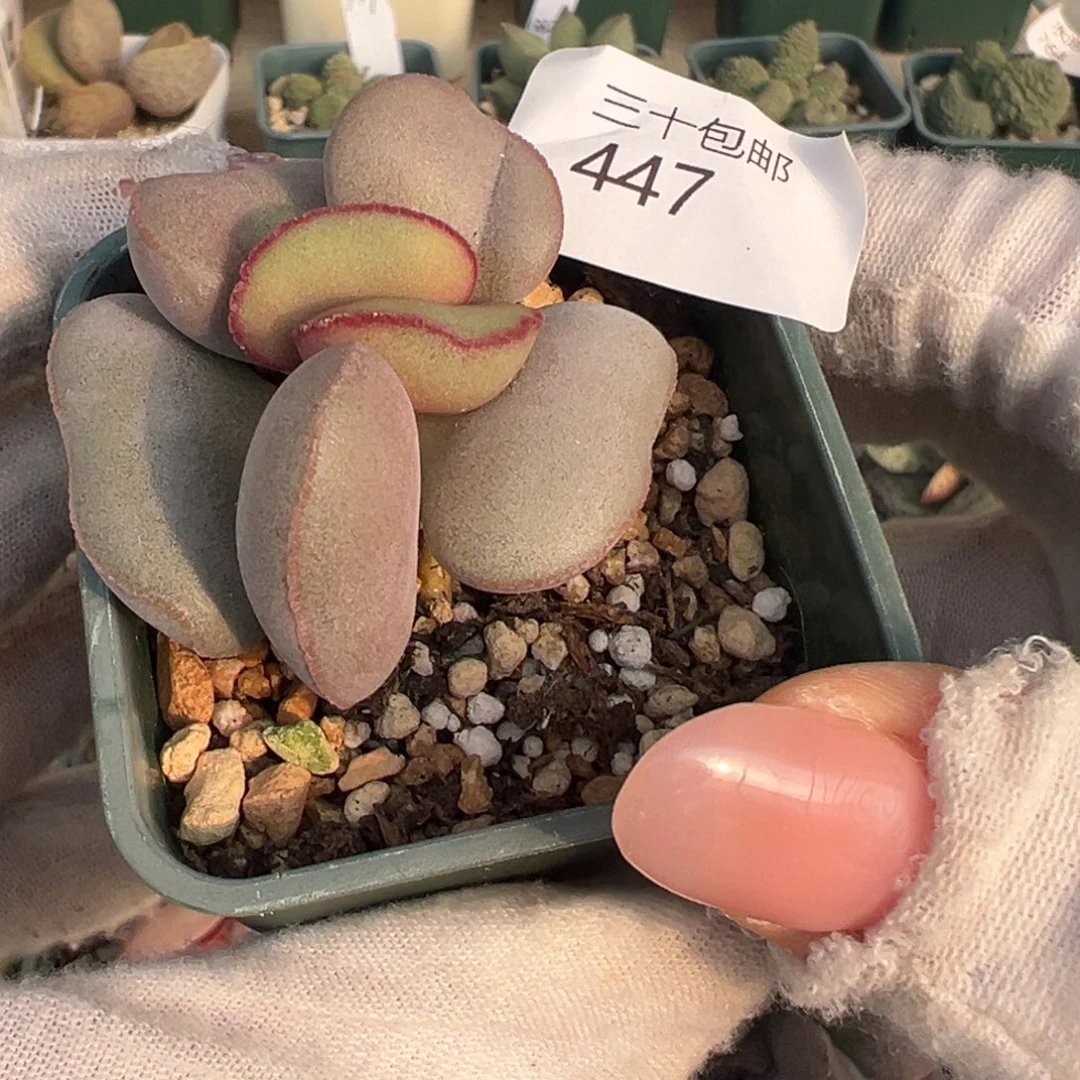 447老桩一颗红蛋实生