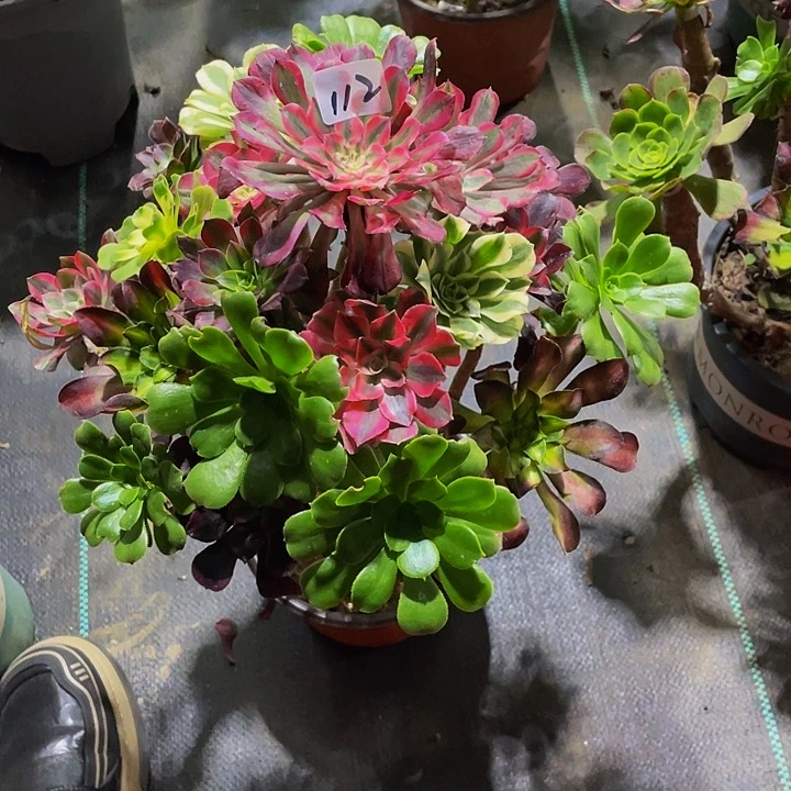 云***轻架接000000000112号