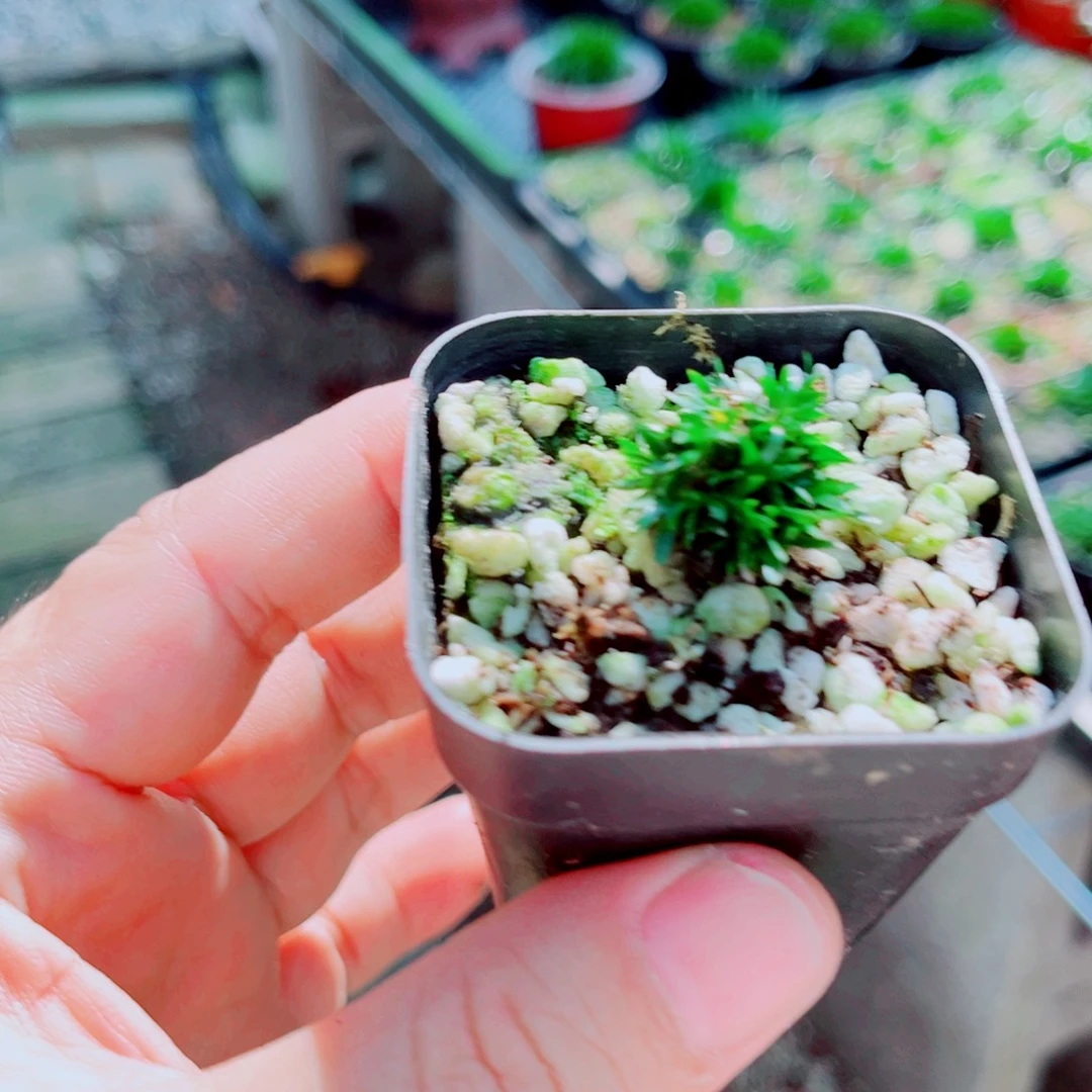 ℳ***⁰无花朵小川99999998